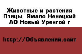 Животные и растения Птицы. Ямало-Ненецкий АО,Новый Уренгой г.